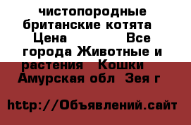 чистопородные британские котята › Цена ­ 10 000 - Все города Животные и растения » Кошки   . Амурская обл.,Зея г.